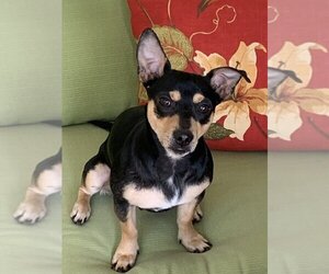 Miniature Pinscher-Unknown Mix Dogs for adoption in oakland, FL, USA