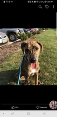 Catahoula Leopard Dog Dogs for adoption in Des Moines, IA, USA