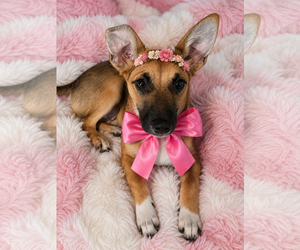 Chiweenie Dogs for adoption in Mt. Laurel, NJ, USA