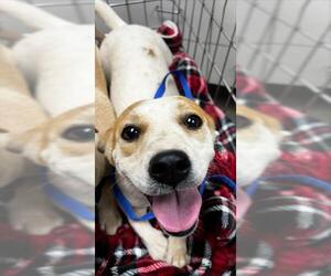 Chihuahua-Unknown Mix Dogs for adoption in HESPERIA, CA, USA