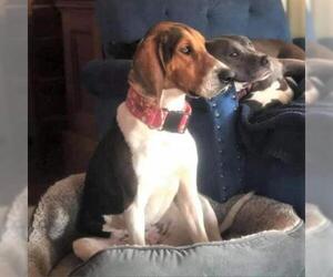 English Foxhound Dogs for adoption in Overland Park, KS, USA