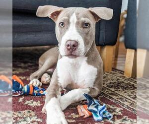 American Staffordshire Terrier Dogs for adoption in Minneapolis, MN, USA