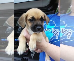 Puggle Dogs for adoption in Livonia, MI, USA