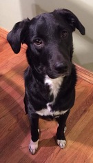 Borador Dogs for adoption in Livonia, MI, USA