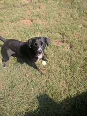 Labbe Dogs for adoption in Rincon, GA, USA
