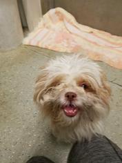 Shih Tzu Dogs for adoption in Detroit Lakes, MN, USA