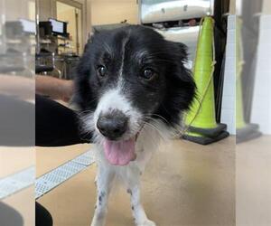 Border Collie Dogs for adoption in Chula Vista, CA, USA