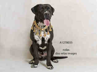 Labrador Retriever Dogs for adoption in Beverly Hills, CA, USA