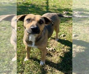 Labrador Retriever-Unknown Mix Dogs for adoption in Conroe, TX, USA