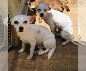 Chihuahua Dogs for adoption in Apple Valley, CA, USA