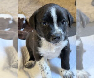 Australian Shepherd-Unknown Mix Dogs for adoption in Bolivar, MO, USA
