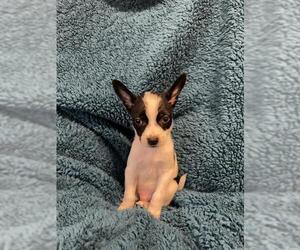 Medium Photo #1 Rat Terrier Puppy For Sale in San Antonio, TX, USA