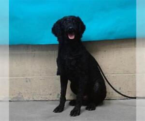Poodle (Miniature) Dogs for adoption in Downey, CA, USA