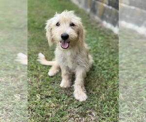 Mutt Dogs for adoption in PIPE CREEK, TX, USA