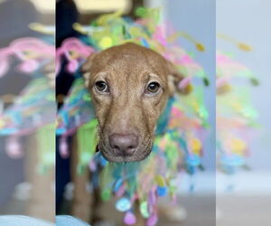 Black Mouth Cur-Vizsla Mix Dogs for adoption in Jefferson, NJ, USA