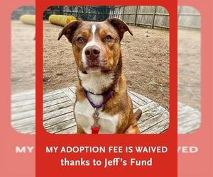 Boxer-Catahoula Leopard Dog Mix Dogs for adoption in Dedham, MA, USA