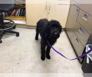 Poodle (Standard)-Unknown Mix Dogs for adoption in Riverside, CA, USA