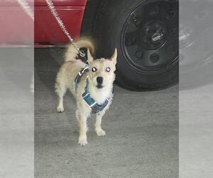 Mutt Dogs for adoption in San Antonio, TX, USA