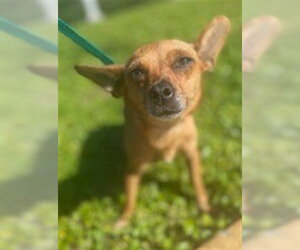 Chihuahua Dogs for adoption in Fort Lauderdale, FL, USA
