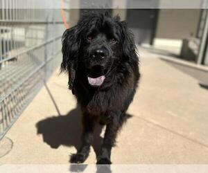 Chow Chow-Cocker Spaniel Mix Dogs for adoption in Martinez, CA, USA