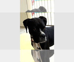 Boxer Dogs for adoption in Austin, TX, USA