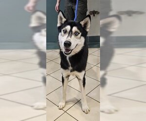 Siberian Husky-Unknown Mix Dogs for adoption in Newton, NC, USA