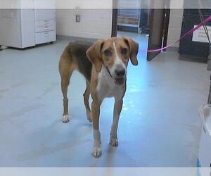 Treeing Walker Coonhound Dogs for adoption in Fayetteville, NC, USA