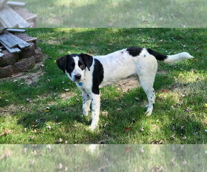Australian Shepherd-Unknown Mix Dogs for adoption in Springdale, PA, USA