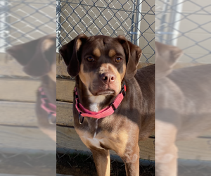 Labrador Retriever-Unknown Mix Dogs for adoption in Augusta, WV, USA