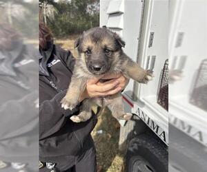German Shepherd Dog Dogs for adoption in Houston, TX, USA