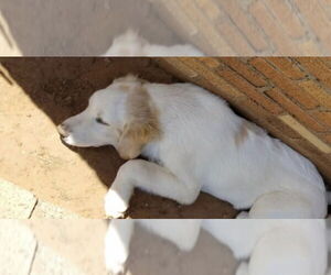 Great Pyrenees-Unknown Mix Dogs for adoption in Grafton, WI, USA