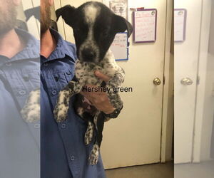 Mutt Dogs for adoption in Amarillo, TX, USA