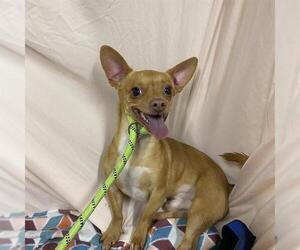 Chihuahua Dogs for adoption in Modesto, CA, USA