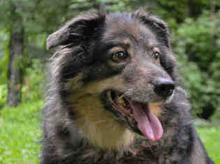 Collie Dogs for adoption in Pittsburgh, PA, USA
