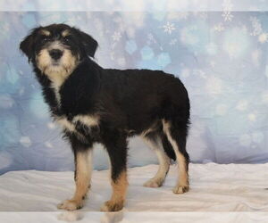 Miniature Schnauzer-Unknown Mix Dogs for adoption in Oroville, CA, USA