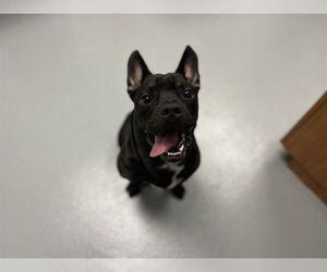 French Bulldog-Unknown Mix Dogs for adoption in St. Cloud, FL, USA