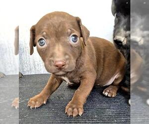 Dachshund-Unknown Mix Dogs for adoption in San Antonio, TX, USA