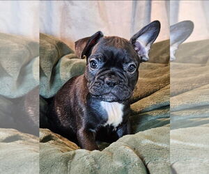 French Bulldog Dogs for adoption in Bon Carbo, CO, USA