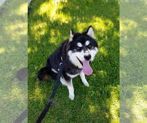 Alaskan Husky-Unknown Mix Dogs for adoption in Perth Amboy, NJ, USA