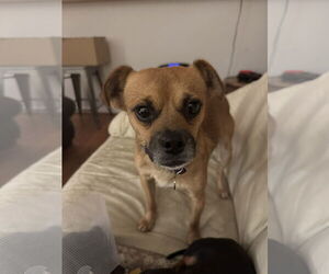 Chihuahua-Unknown Mix Dogs for adoption in Aurora, CO, USA