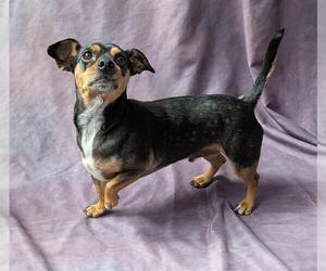 Chipin Dogs for adoption in Frisco, CO, USA