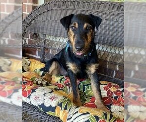 Mutt Dogs for adoption in Euless, TX, USA