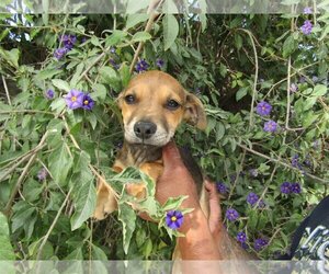 Chiweenie Dogs for adoption in San Diego, CA, USA