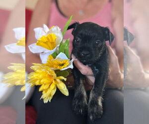 Mutt Dogs for adoption in miami, FL, USA