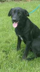 Labrador Retriever-Unknown Mix Dogs for adoption in Tower City, PA, USA