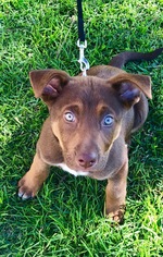 Medium Photo #1 Alaskan Malamute-Chocolate Labrador retriever Mix Puppy For Sale in Los Angeles, CA, USA