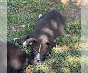 Mutt Dogs for adoption in Placerville, CA, USA