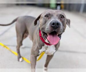 American Pit Bull Terrier Dogs for adoption in Denver, CO, USA