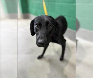 Labrador Retriever Dogs for adoption in Forestville, MD, USA