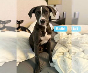 Labrador Retriever-Unknown Mix Dogs for adoption in Alexander, AR, USA